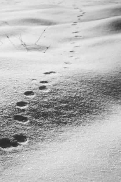 Colpo verticale di alto angolo di impronte di animali rotonde sulla neve