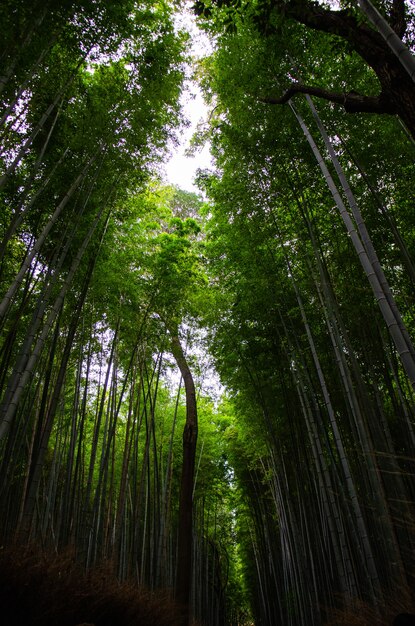 Colpo verticale di angolo basso di una foresta in pieno degli alberi alti nel primo mattino