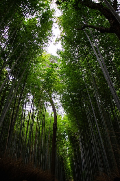 Colpo verticale di angolo basso di una foresta in pieno degli alberi alti nel primo mattino