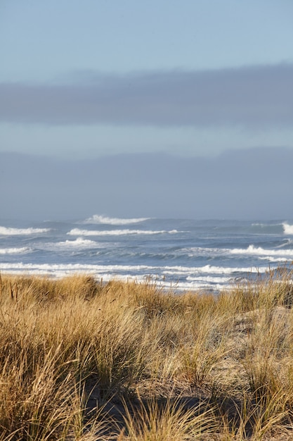 Colpo verticale di beachgrass al mattino a Cannon Beach, Oregon