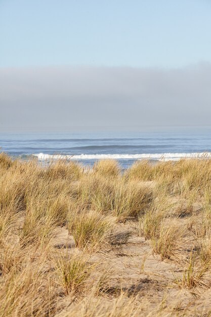 Colpo verticale di beachgrass al mattino a Cannon Beach, Oregon