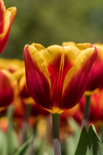 Colpo verticale di bei tulipani gialli e rossi in un campo