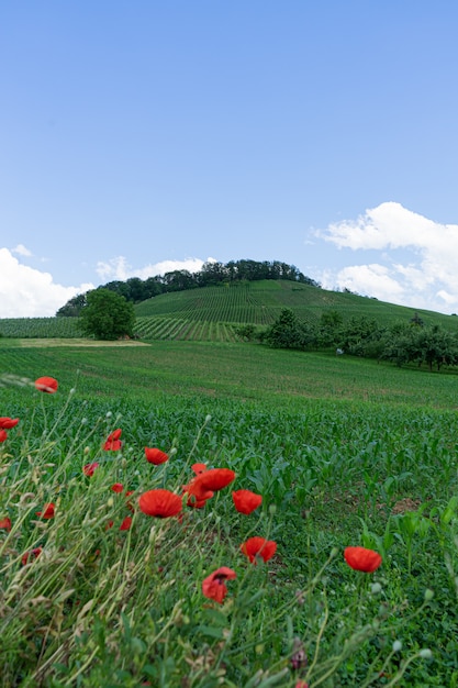 Colpo verticale di bella crescita di fiori del papavero nel campo