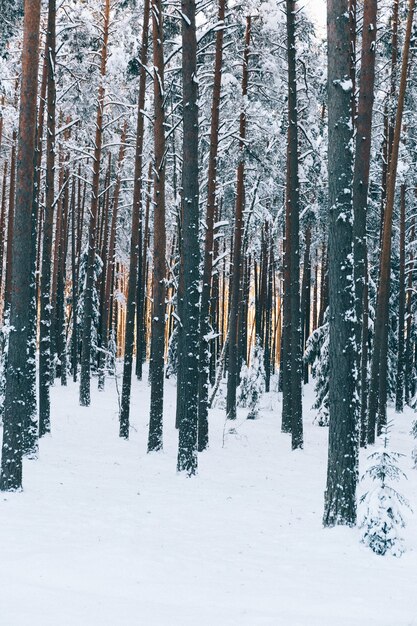 Colpo verticale di bellissimi alberi ad alto fusto in una foresta su un campo coperto di neve