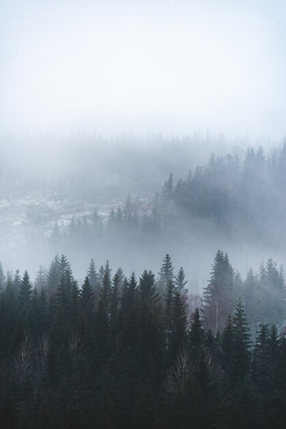 Colpo verticale di bellissimi alberi verdi nella foresta sul tavolo nebbioso