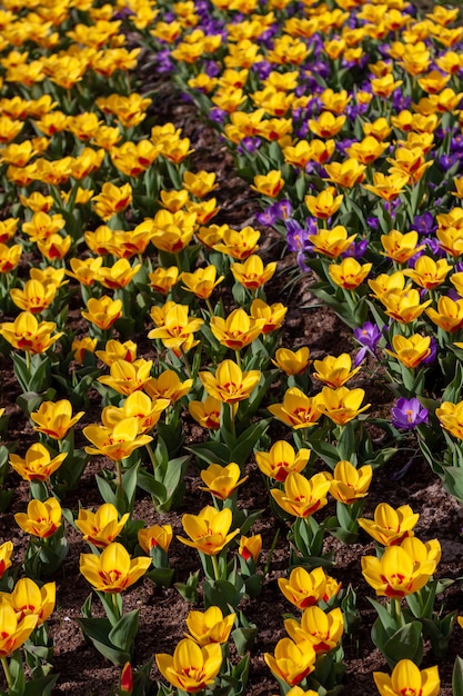 Colpo verticale di bellissimi fiori colorati in un campo