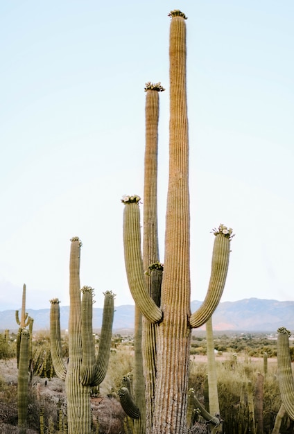 Colpo verticale di cactus sugaro