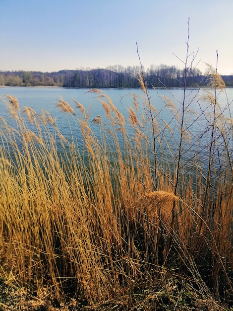 Colpo verticale di canna comune che cresce accanto a un lago a Jelenia Góra, Polonia.