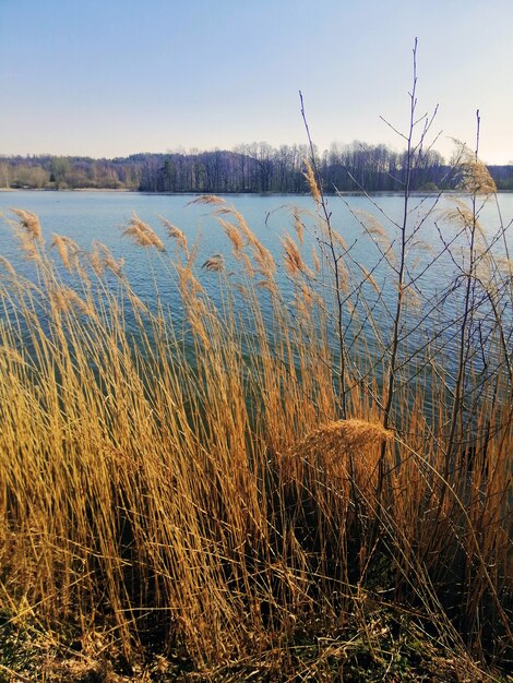 Colpo verticale di canna comune che cresce accanto a un lago a Jelenia Góra, Polonia.