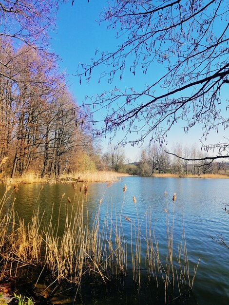 Colpo verticale di canna comune e alberi accanto a uno stagno a Jelenia Góra, Polonia.