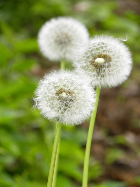 Colpo verticale di fiori di tarassaco in un parco