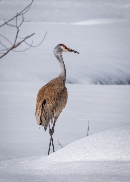 Colpo verticale di gru sandhill sulla terra innevata