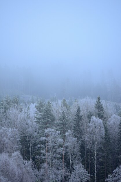Colpo verticale di meravigliosi alberi congelati in una giornata nebbiosa