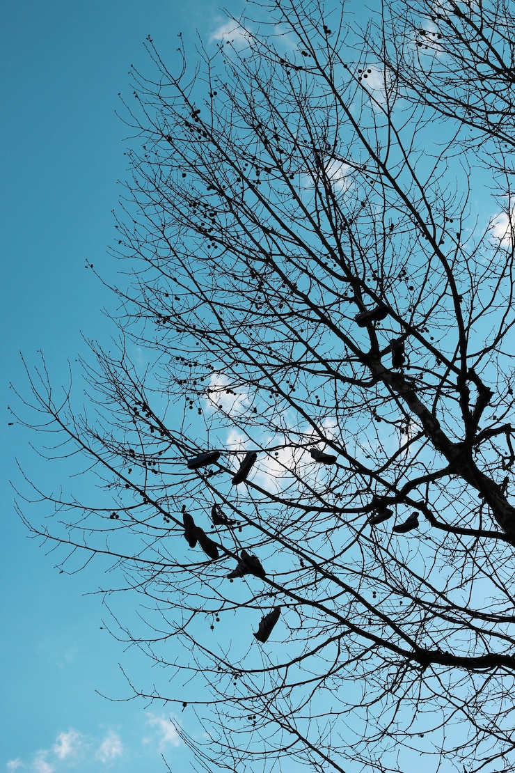 Foto gratuito colpo verticale di molte scarpe appese sui rami degli alberi sotto un cielo nuvoloso