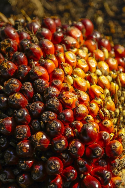 Colpo verticale di olio di palmisti accatastati sul terreno perfetto per lo sfondo