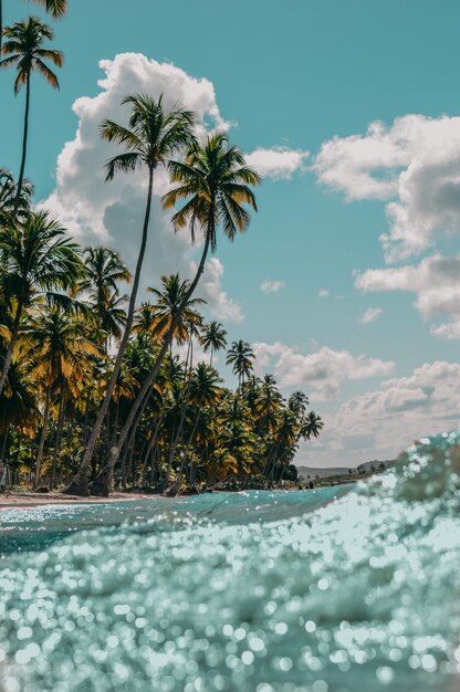 Colpo verticale di palme sulla spiaggia sabbiosa