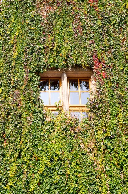 Colpo verticale di piante di vite verdi che coprono il muro e la finestra di vetro