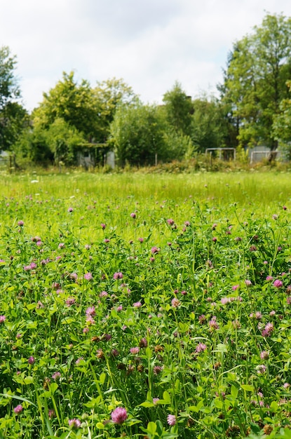 Colpo verticale di piccoli fiori selvatici viola che crescono nel campo soleggiato