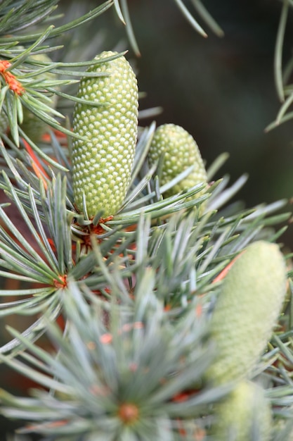 Colpo verticale di pigne pinyon