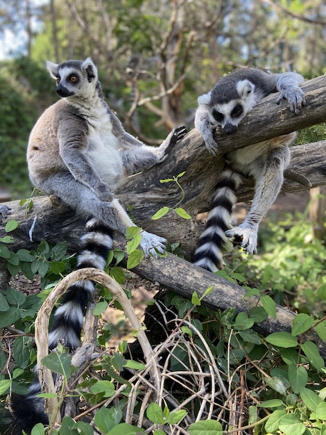 Colpo verticale di simpatici lemuri dalla coda ad anelli che giocano su un albero in un parco