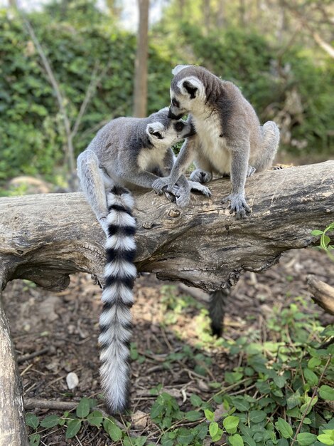 Colpo verticale di simpatici lemuri dalla coda ad anelli che giocano su un albero in un parco