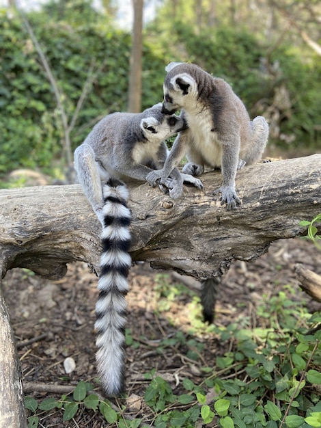 Colpo verticale di simpatici lemuri dalla coda ad anelli che giocano su un albero in un parco