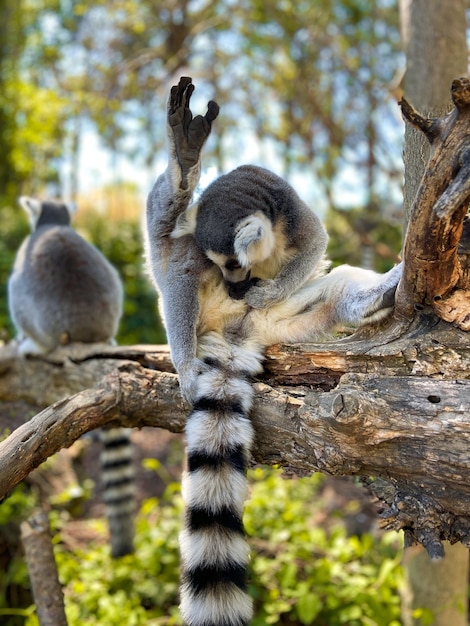 Colpo verticale di simpatici lemuri dalla coda ad anelli che giocano su un albero in un parco