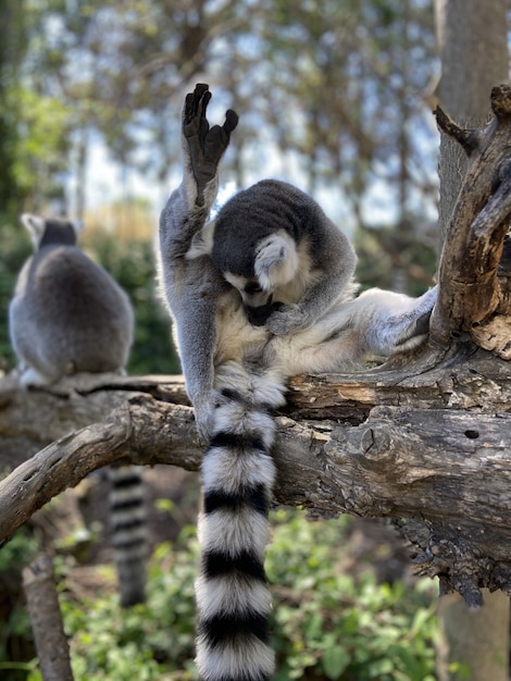 Colpo verticale di simpatici lemuri dalla coda ad anelli che giocano su un albero in un parco