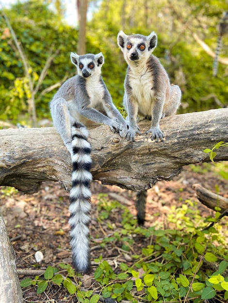 Colpo verticale di simpatici lemuri dalla coda ad anelli che giocano su un albero in un parco