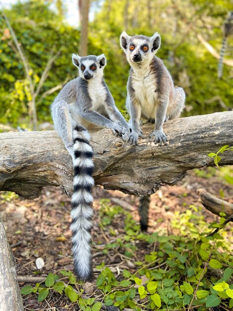 Colpo verticale di simpatici lemuri dalla coda ad anelli che giocano su un albero in un parco