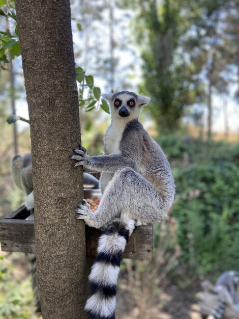 Colpo verticale di simpatici lemuri dalla coda ad anelli che giocano su un ramo di un albero in un parco