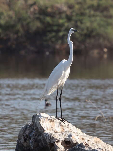 Colpo verticale di un airone bianco su una pietra vicino a un lago