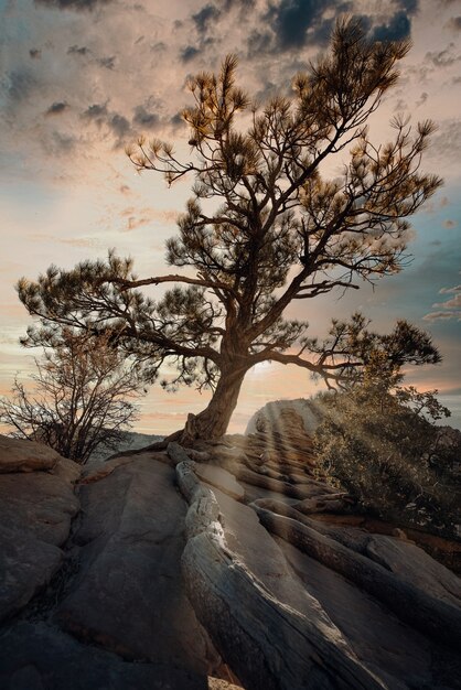 Colpo verticale di un albero esotico sulla cima della roccia sotto il cielo nuvoloso al tramonto