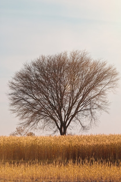 Colpo verticale di un albero nel mezzo di un campo coperto d'erba sotto il cielo blu