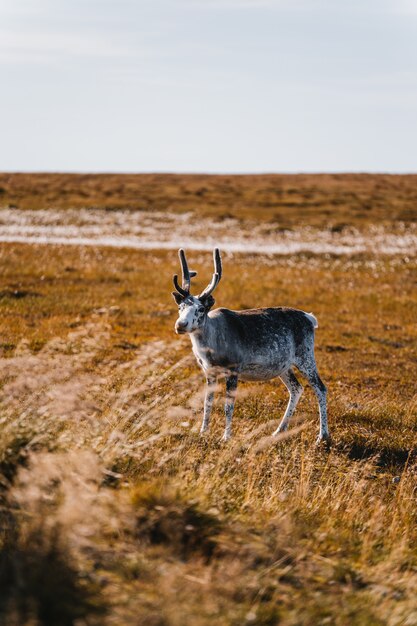 Colpo verticale di un animale simile a un cervo bianco e marrone in un campo di frumento