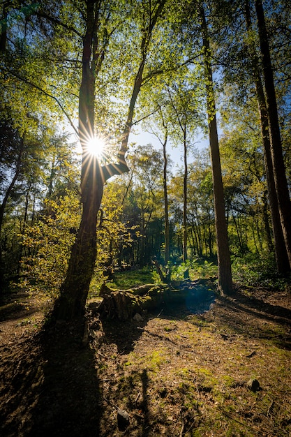 Colpo verticale di un bel colpo in una foresta con alberi ad alto fusto e il sole che splende in background