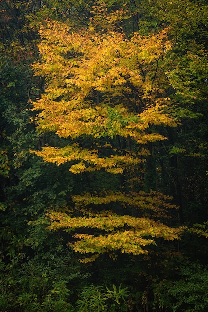 Colpo verticale di un bellissimo albero giallo in una foresta verde