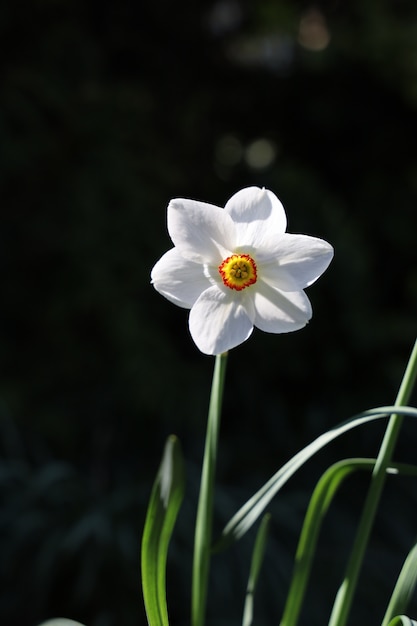 Colpo verticale di un bellissimo narciso bianco