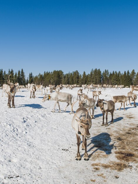 Colpo verticale di un branco di cervi che cammina nella valle nevosa vicino alla foresta in inverno