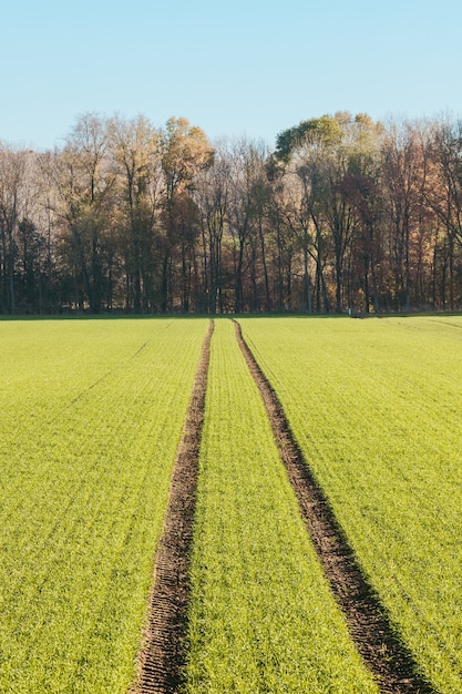 Colpo verticale di un campo che conduce a una foresta durante il giorno