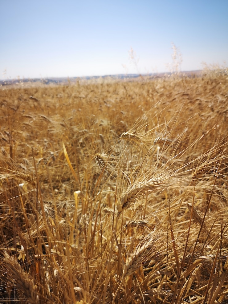 Foto gratuito colpo verticale di un campo di grano sotto la luce del sole