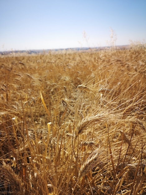 Colpo verticale di un campo di grano sotto la luce del sole