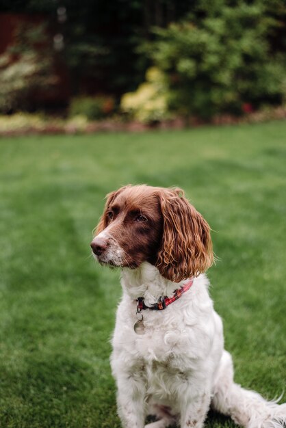 Colpo verticale di un cane bianco e marrone con guinzaglio rosso su erba verde