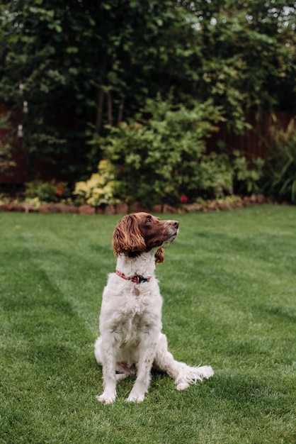 Colpo verticale di un cane bianco e marrone con guinzaglio rosso sull'erba verde, guardando al lato