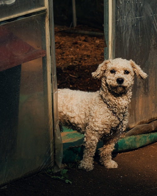 Colpo verticale di un cane bianco in Corea del Sud in piedi all'ingresso di una serra