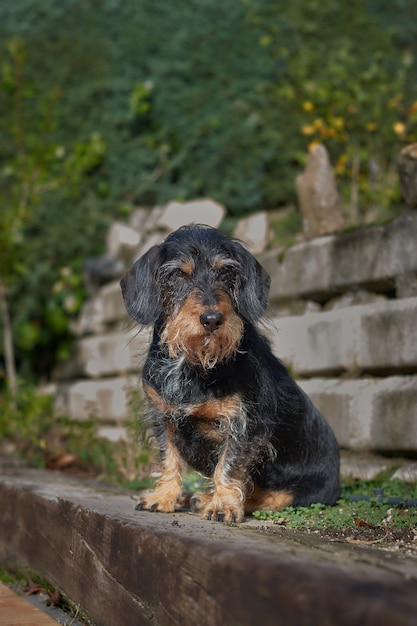 Colpo verticale di un cane carino e sporco lanuginoso nella natura, di fronte a una collina e a una scala