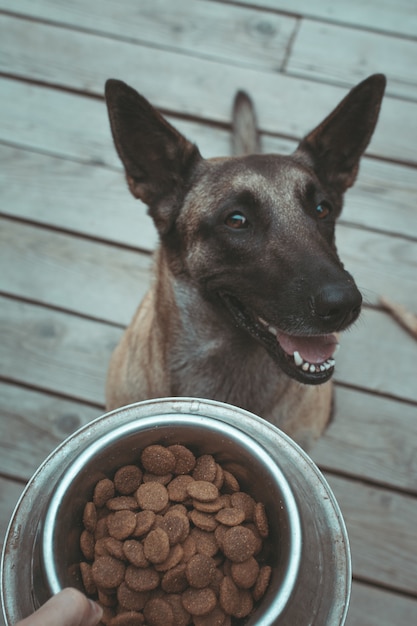 Colpo verticale di un cane di Taiwan felice di mangiare il suo delizioso pasto