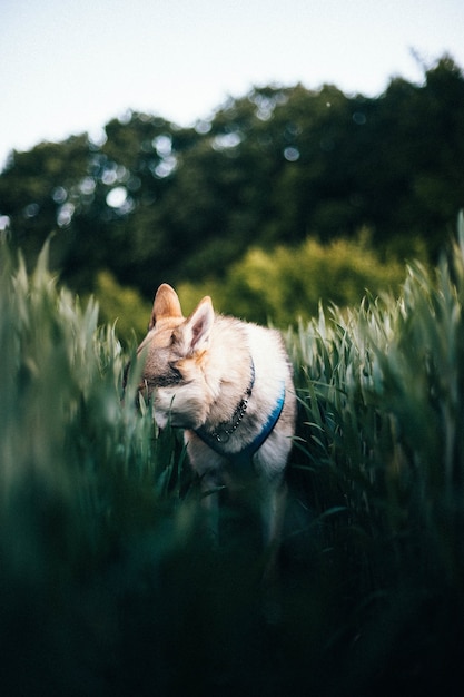 Colpo verticale di un cane lupo cecoslovacco in un campo con erba alta durante la luce del giorno