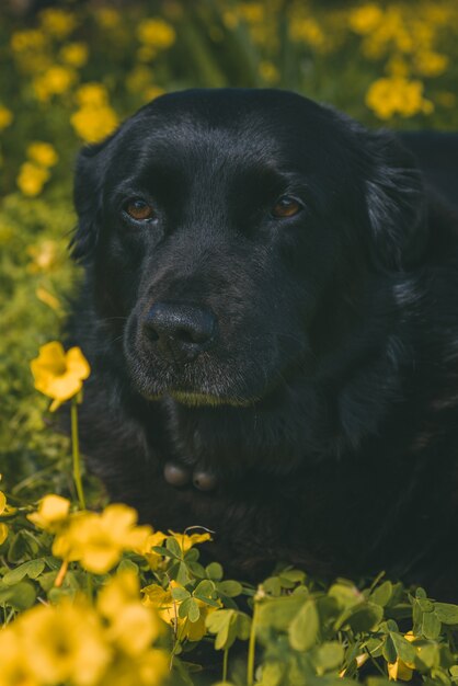 Colpo verticale di un cane nero in piedi nel campo di fiori gialli