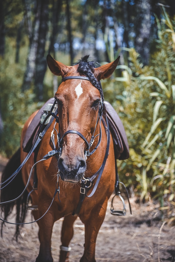 Foto gratuito colpo verticale di un cavallo con una sella